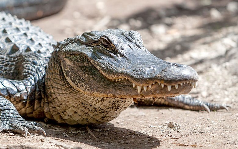 American Alligator