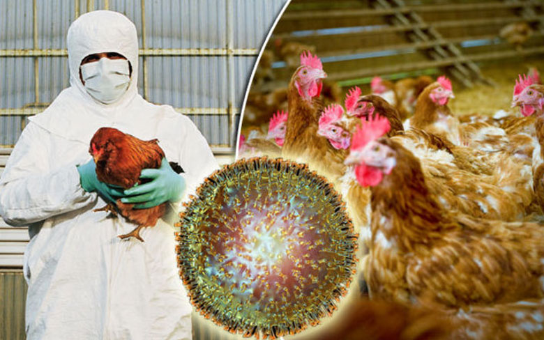 Bird flu Virus