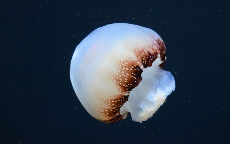 Cannonball Jellyfish