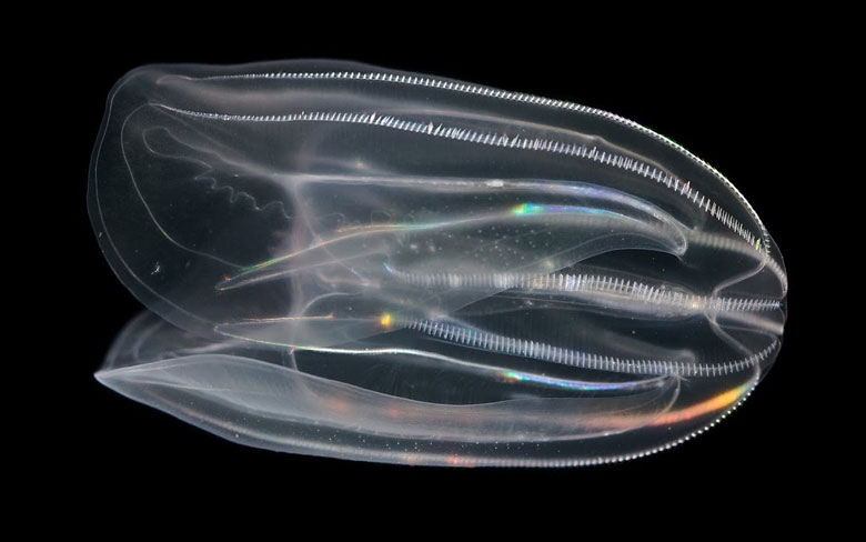 Comb Jellyfish