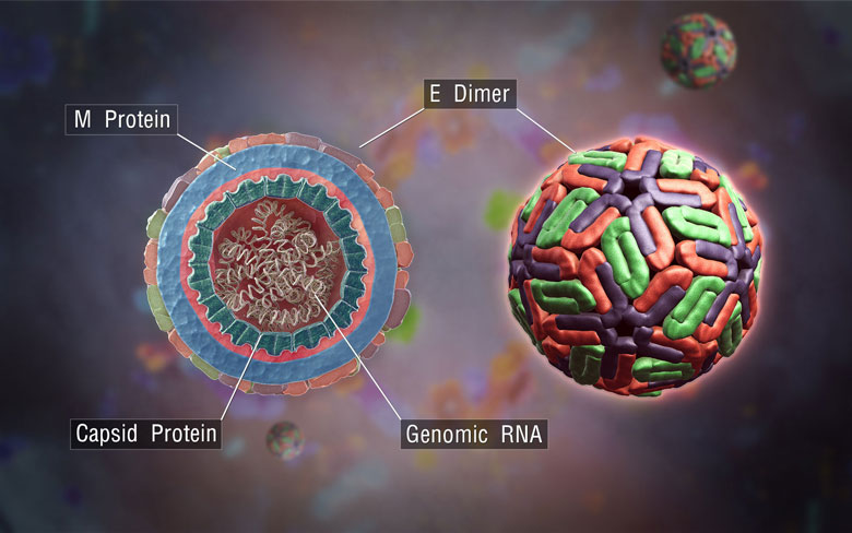 Dengue Fever Virus