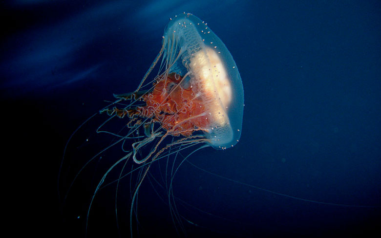 Diplulmaris Antarctica Jellyfish
