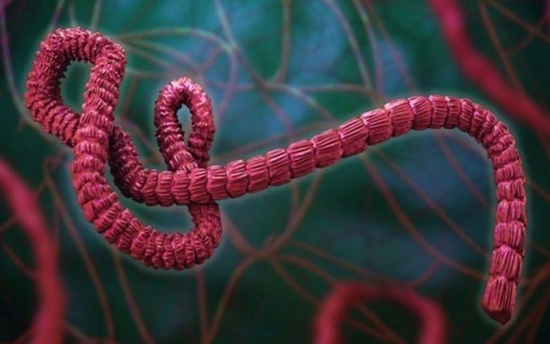 Ebola Virus