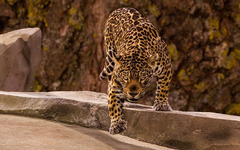 Jaguar