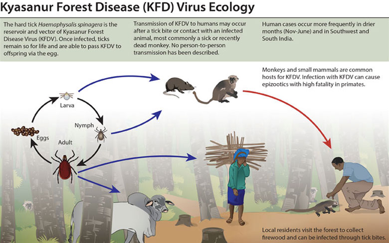 Kyasanur Forest Virus (KFV)