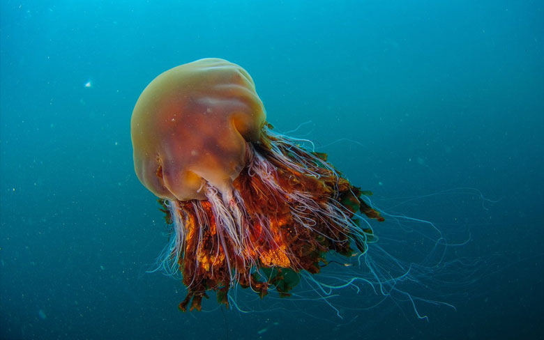 Lion’s Mane Jellyfish