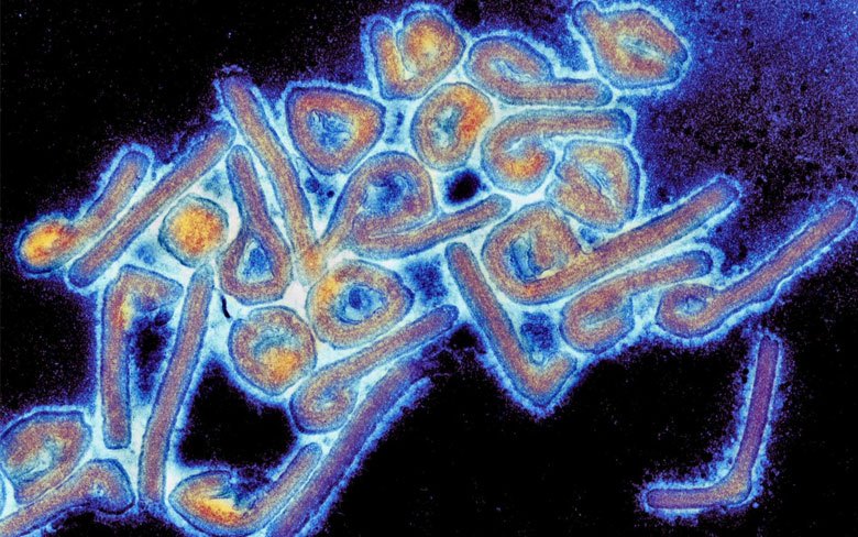 Marburg Virus