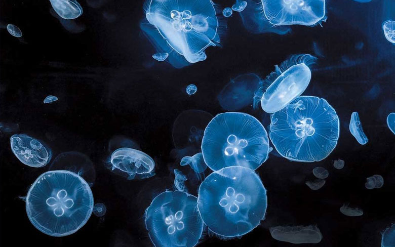 Moon Jellyfish