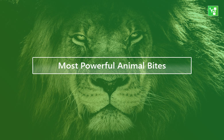 Most Powerful Animal Bites