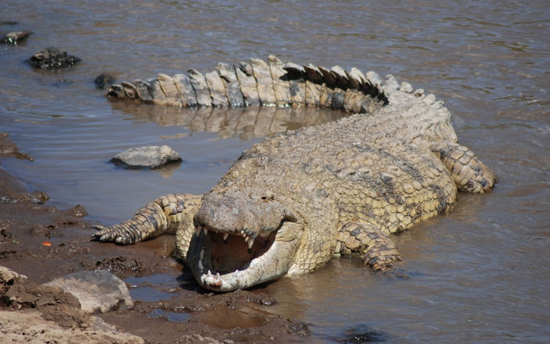 Nile Crocodile