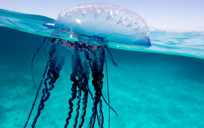 Portuguese Man O’ War