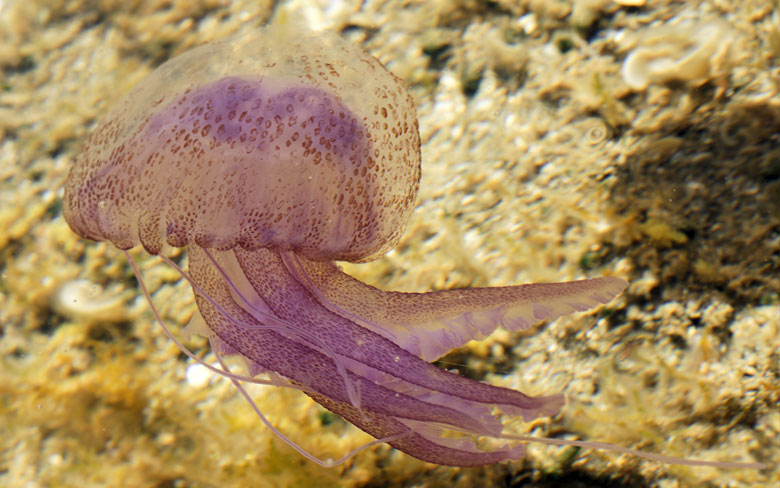 Purple Jellyfish