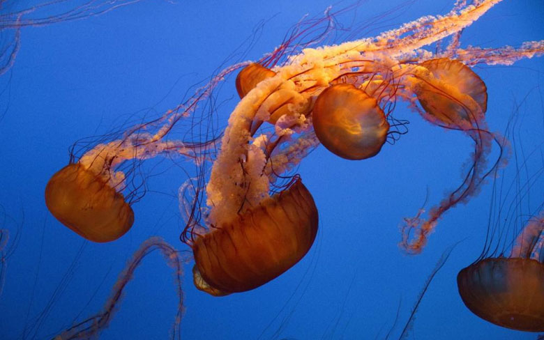 Sea Nettle