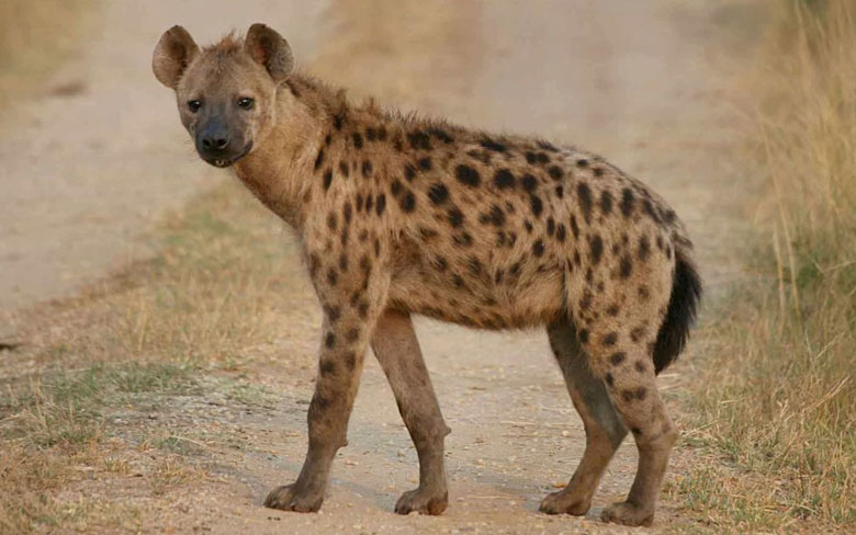 Spotted Hyena