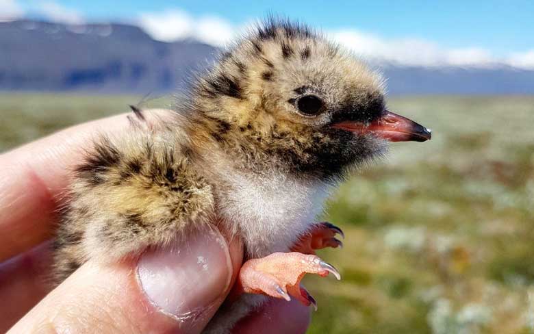 Arctic Tern Chicks