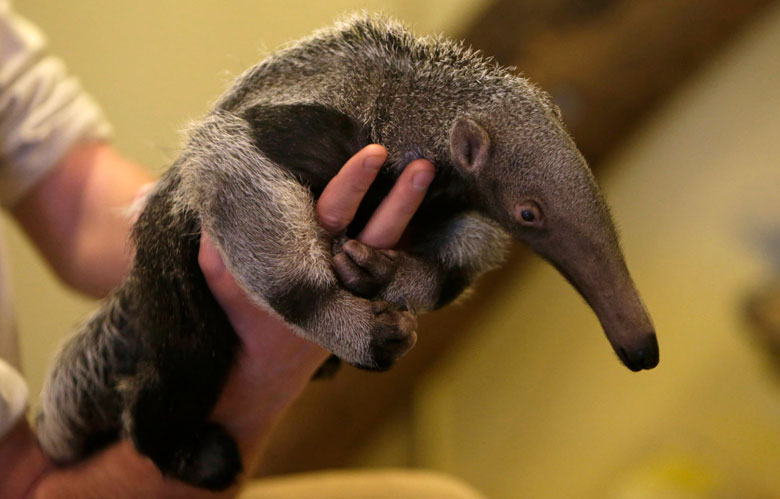 Baby Ant Eater