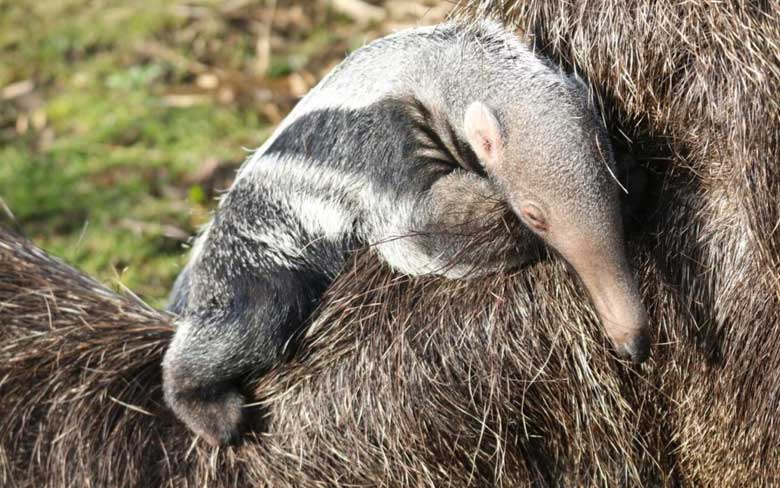 Baby Anteater