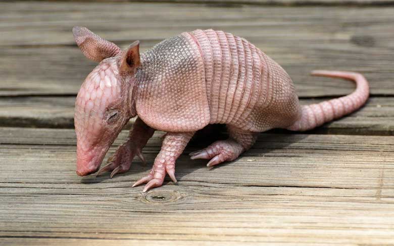 Baby Armadillo