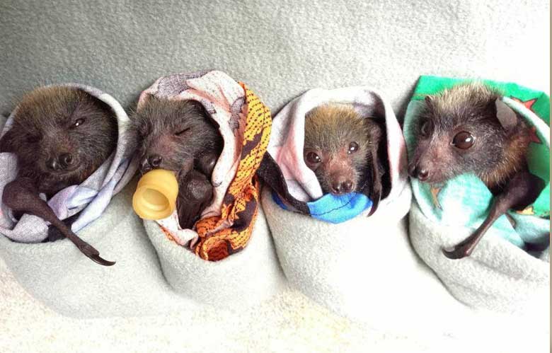 Baby Bats