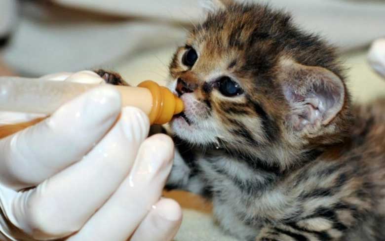 Baby Black Footed Cat