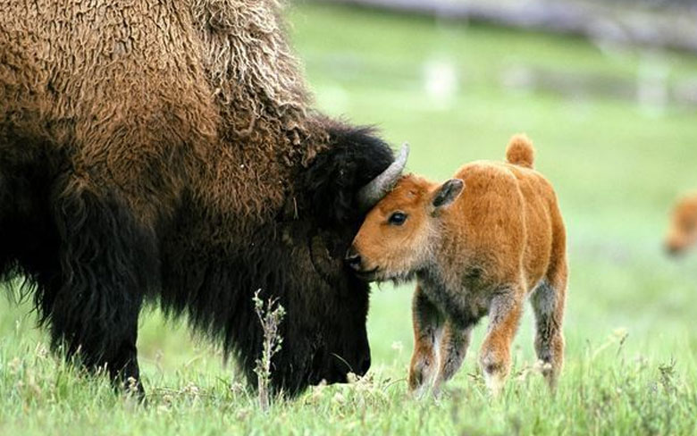 Baby Buffalo