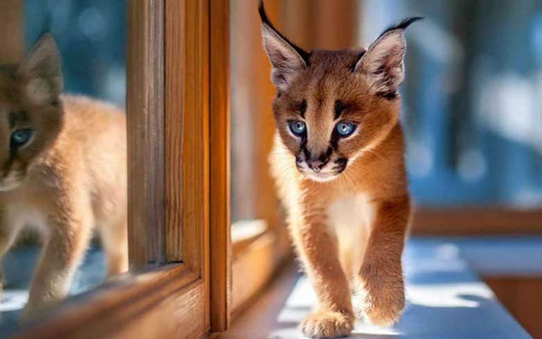 Baby Caracal Kittens