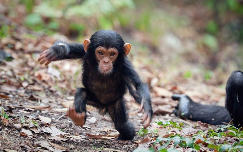 Baby Chimpanzee