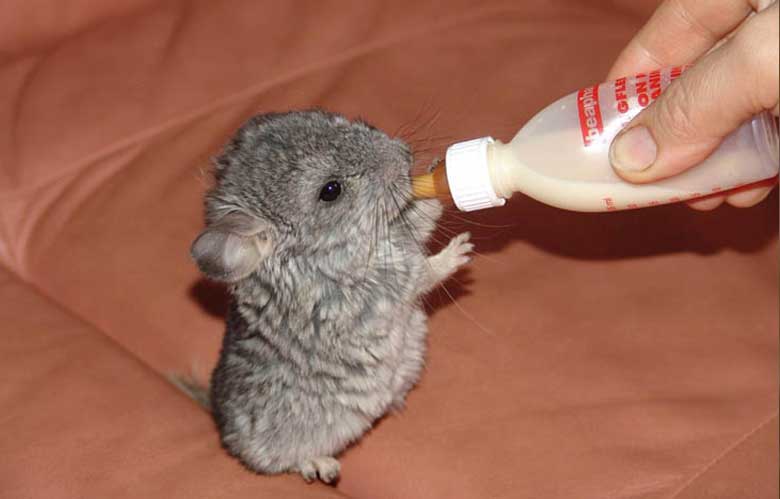 Baby Chinchilla