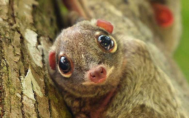 Baby Colugo