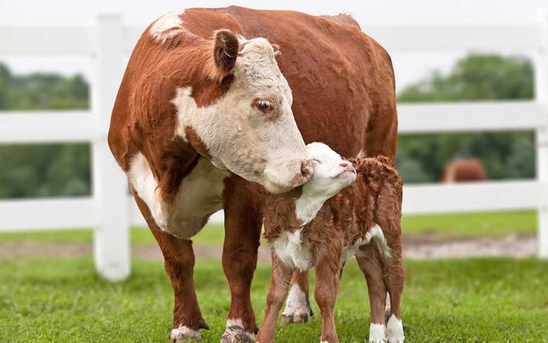 Baby Cows