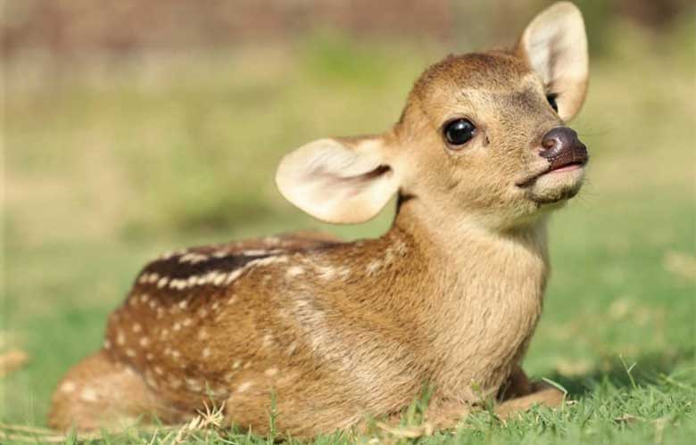 Baby Deer