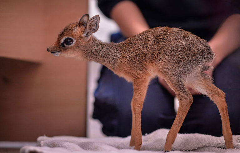 Baby Dik Dik.