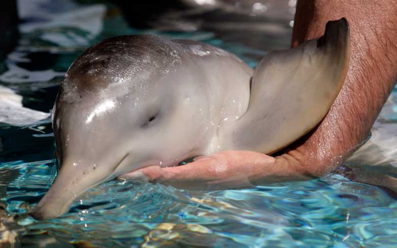 Baby Dolphin