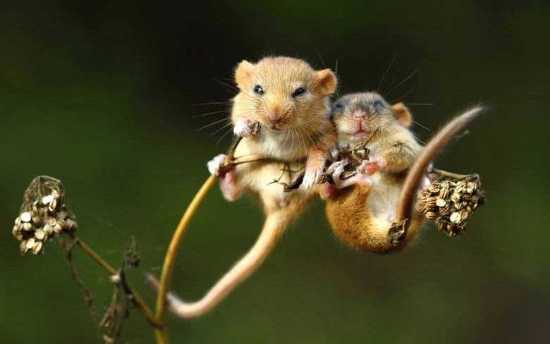 Baby Dormouse