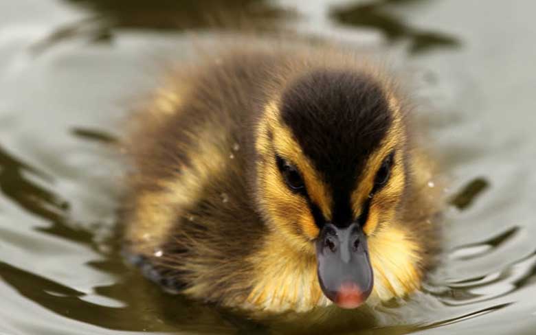 Baby Duck