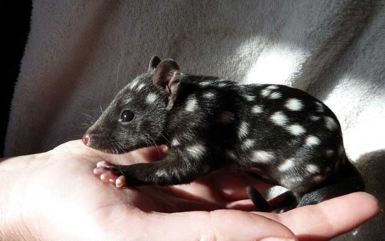 Baby Eastern Quoll