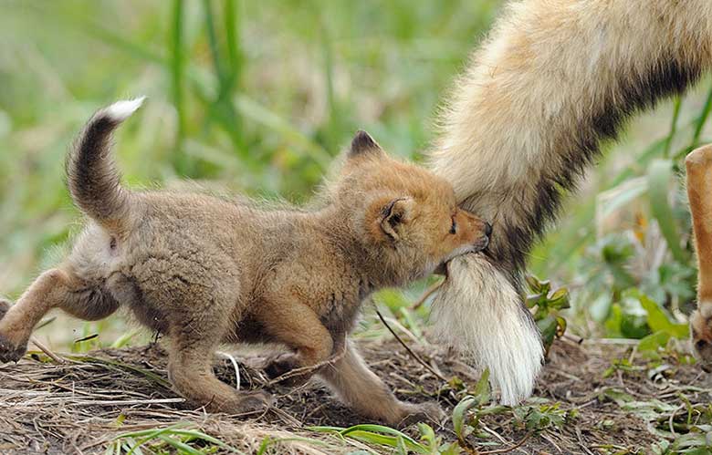 Baby Foxes