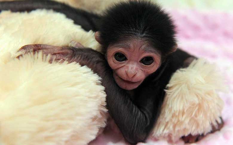 Baby Gibbon