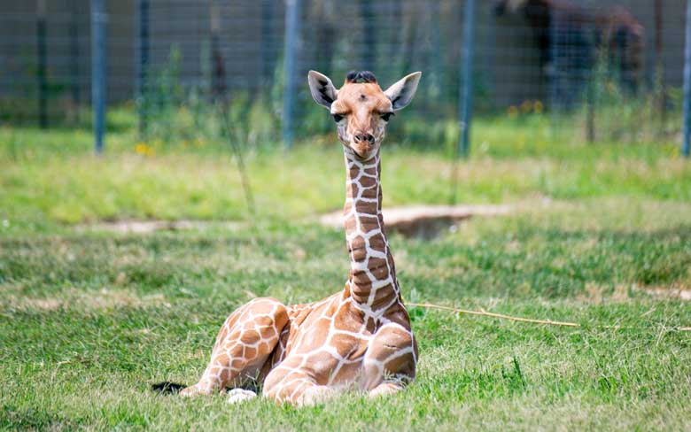 Baby Giraffe