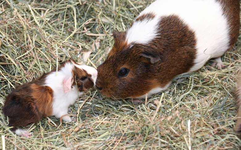 Baby Guinea Pigs