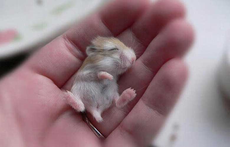 Baby Hamster