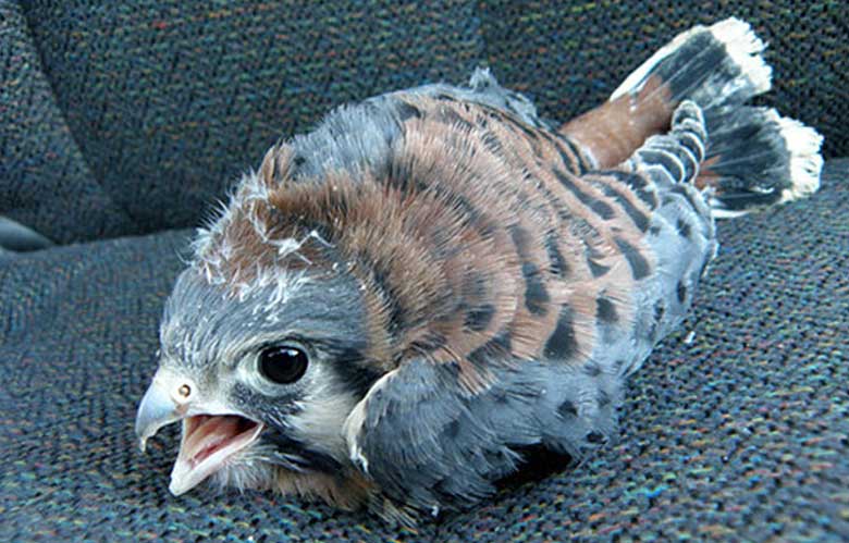 Baby Hawk