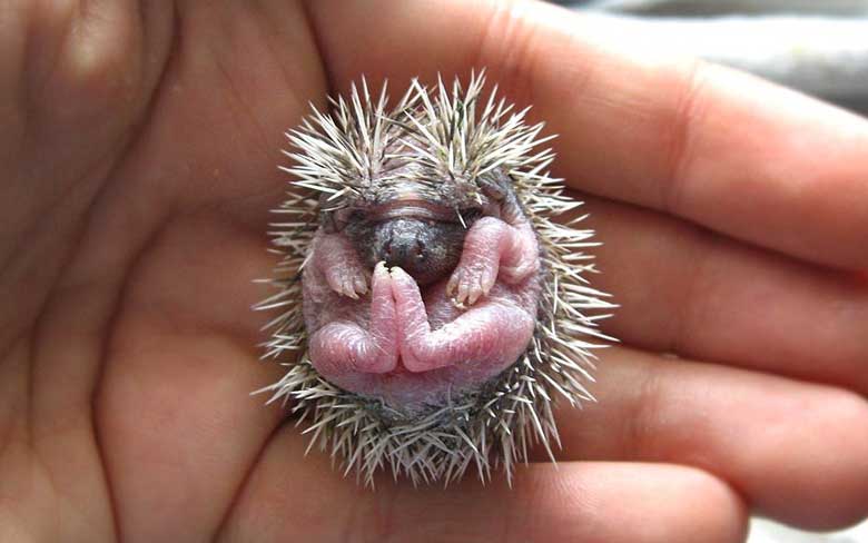 Baby Hedgehog