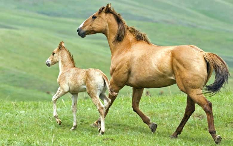 Baby Horse