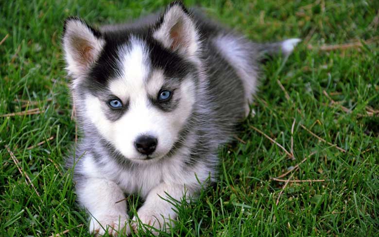 Baby Husky