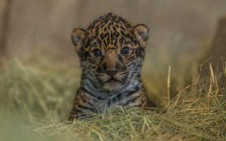 Baby Jaguar Cub