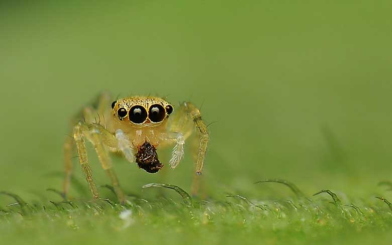 Baby Jumping Spider