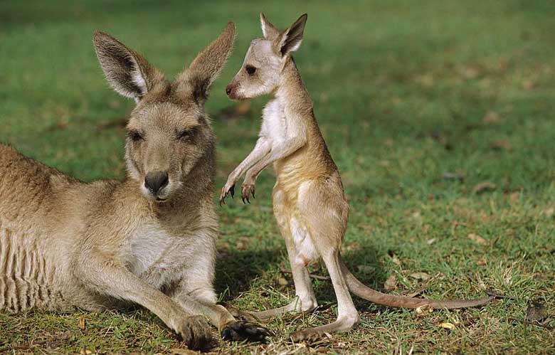 Baby Kangaroo