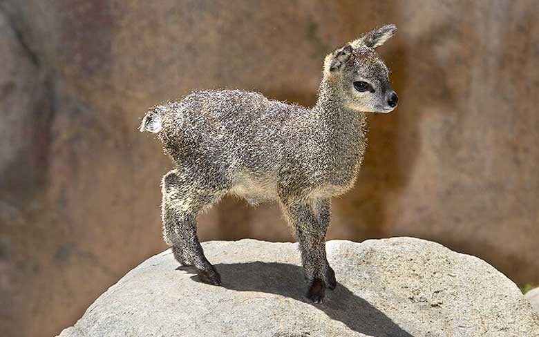 Baby Klipspringer