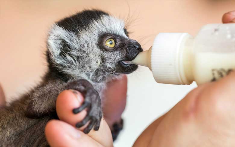 Baby Lemur